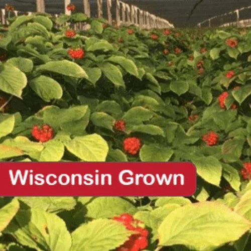Premium Wisconsin Ginseng Rootlets - Ideal for Planting - High-Quality, Sustainable American Ginseng Roots 5 Years old - Dairyland Ginseng