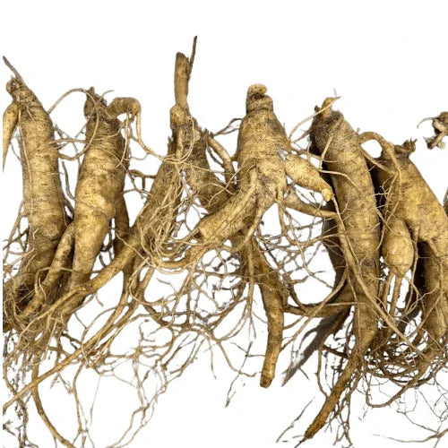 High-Quality American Ginseng Rootlets for Successful Planting (2 years old), Transplant Ginseng Roots - Dairyland Ginseng
