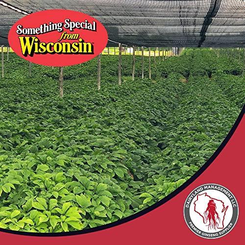 American Ginseng Seeds For Sale - 1 Pound - Dairyland Ginseng
