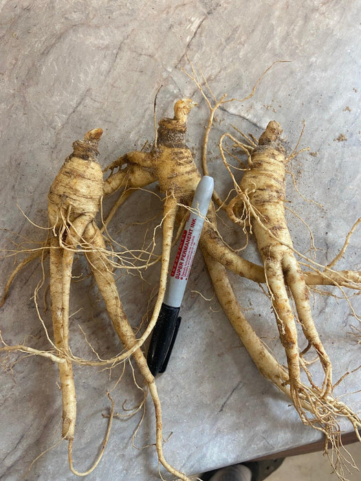Ginseng Rootlets for Successful Planting (3 years old)| Ginseng Plant For Sale - Dairyland Ginseng