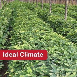 Ginseng Rootlets for Successful Planting (3 years old)| Ginseng Plant For Sale - Dairyland Ginseng