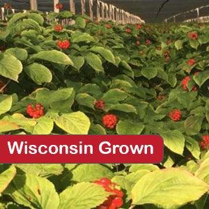 American Ginseng Seeds For Sale - 1 Pound - Dairyland Ginseng