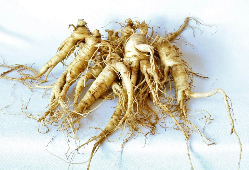 Ginseng Rootlets for Successful Planting (3 years old)| Ginseng Plant For Sale - Dairyland Ginseng