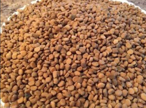 American Ginseng Seeds For Sale - 1 Pound - Dairyland Ginseng