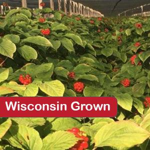 Non-GMO Wisconsin ginseng plants with green leaves and red berries growing on a shaded farm