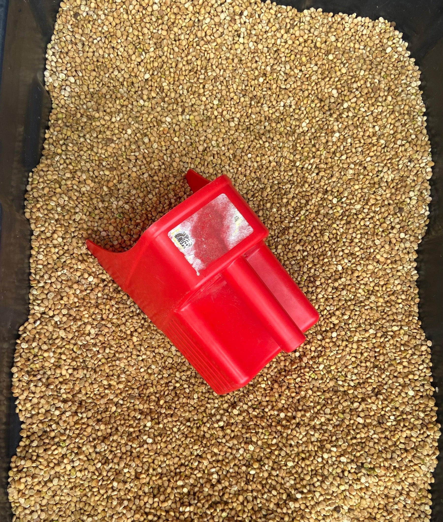 Wisconsin ginseng seeds with red scoop, non-GMO farm-grown American ginseng ingredient