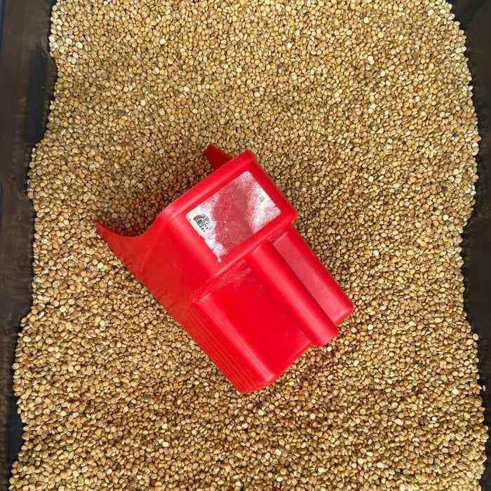 Wisconsin ginseng seeds with red scoop, non-GMO farm-grown American ginseng ingredient