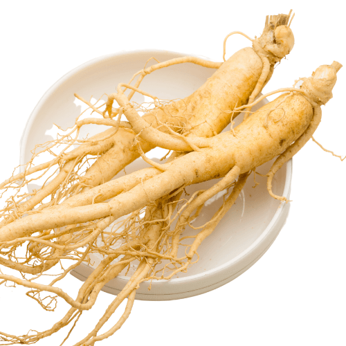 Wisconsin-grown American ginseng roots, natural whole and fresh, displayed on a white dish