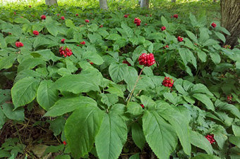 American Ginseng Seeds for Sale 