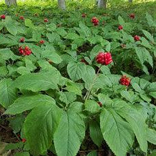 American ginseng plants with green leaves and red berries in a Wisconsin farm-grown setting