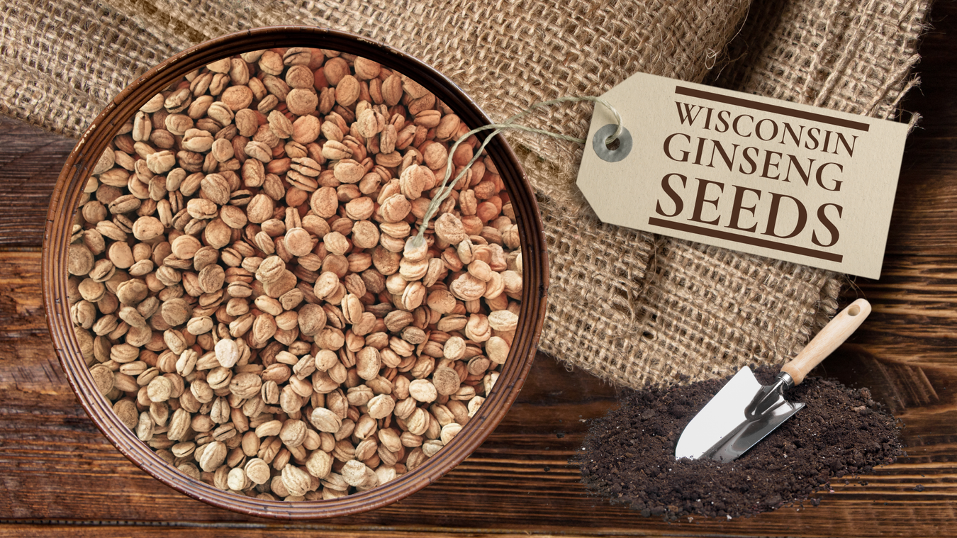 Wisconsin ginseng seeds in a wooden bowl on burlap, natural farm-grown non-GMO American ginseng