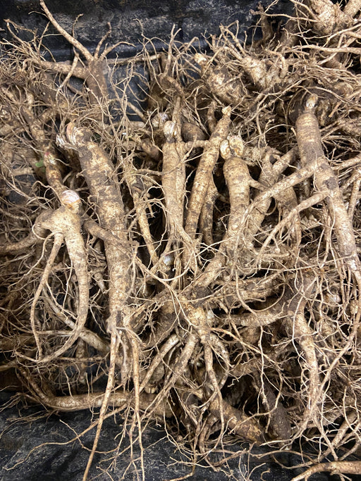 Premium Wisconsin Ginseng Rootlets - Ideal for Planting - High-Quality, Sustainable American Ginseng Roots 5 Years old - Dairyland Ginseng