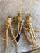 American Ginseng Roots for planting