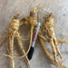 Ginseng Rootlets for Successful Planting (3 years old)| Ginseng Plant For Sale - Dairyland Ginseng