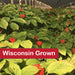 Premium American Ginseng Seeds - Grow Your Own Medicinal Garden- 2 oz - Dairyland Ginseng