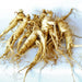 Ginseng Rootlets for Successful Planting (3 years old)| Ginseng Plant For Sale - Dairyland Ginseng