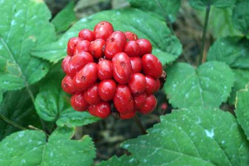 Premium American Ginseng Seeds - Grow Your Own Medicinal Garden- 1/4 LB - Dairyland Ginseng